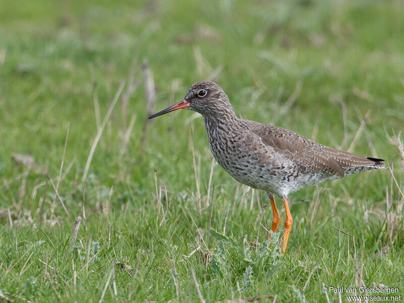 Common Redshank