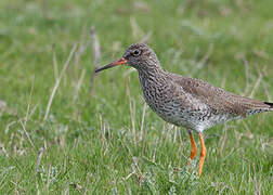 Common Redshank