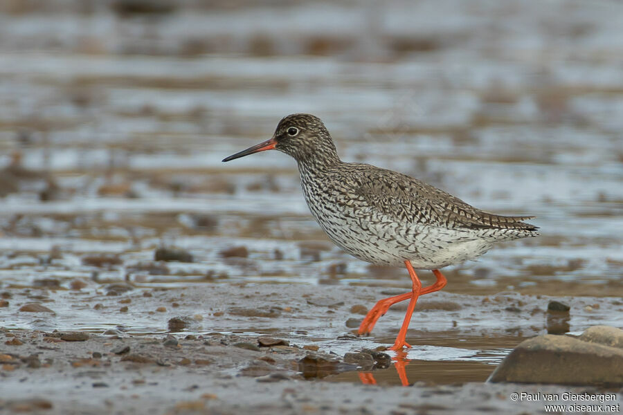 Common Redshankadult breeding