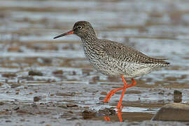 Common Redshank