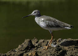 Common Redshank