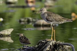 Common Redshank