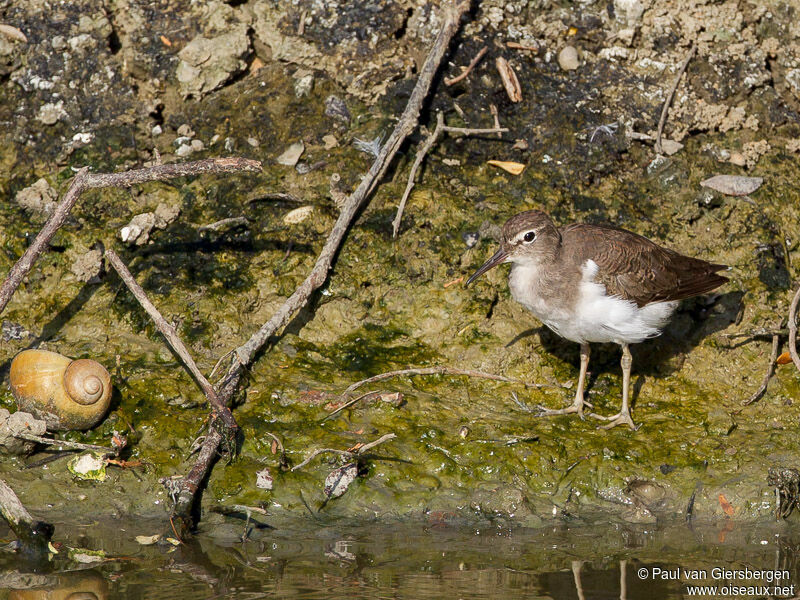 Spotted Sandpiper