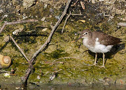 Spotted Sandpiper