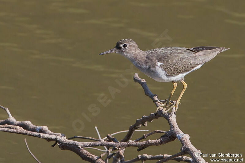 Spotted Sandpiper