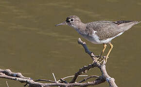 Spotted Sandpiper