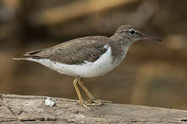 Spotted Sandpiper