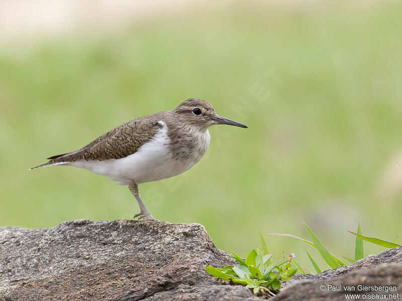 Common Sandpiper