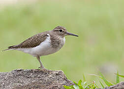 Common Sandpiper