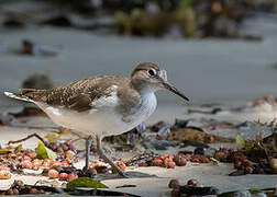 Common Sandpiper