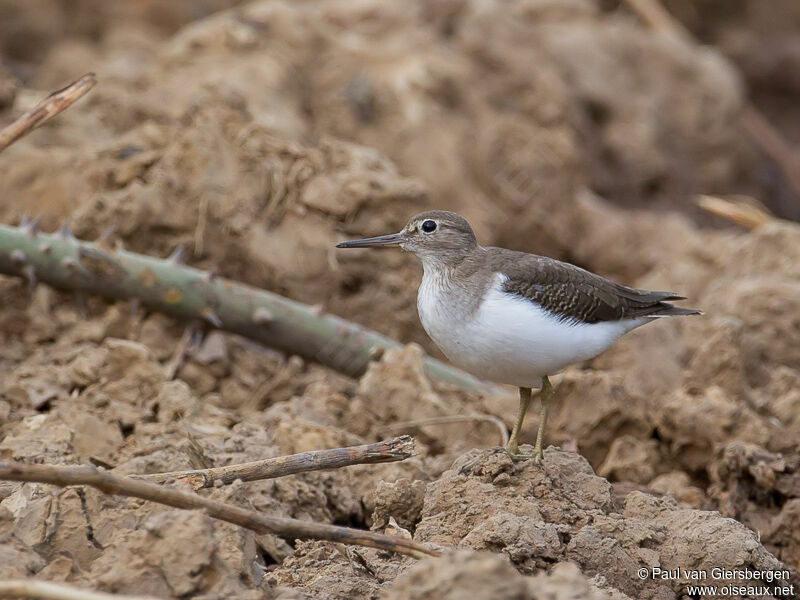 Common Sandpiper