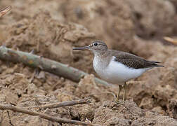 Common Sandpiper