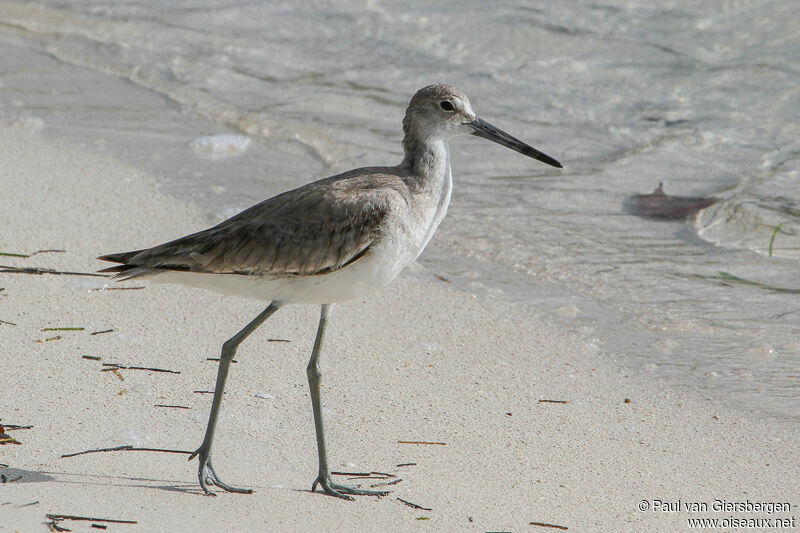 Willet