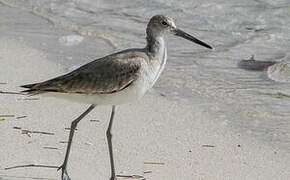 Willet