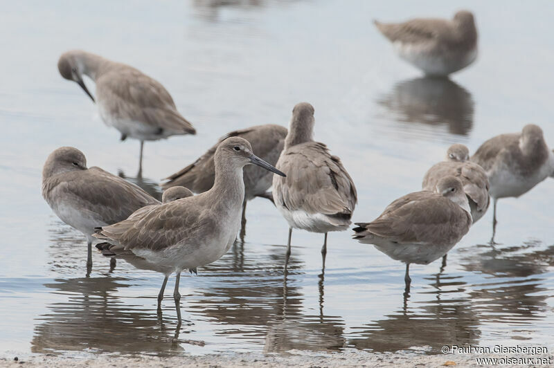 Willet