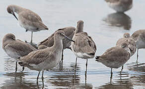 Willet