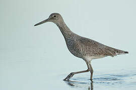 Willet