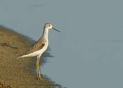 Marsh Sandpiper