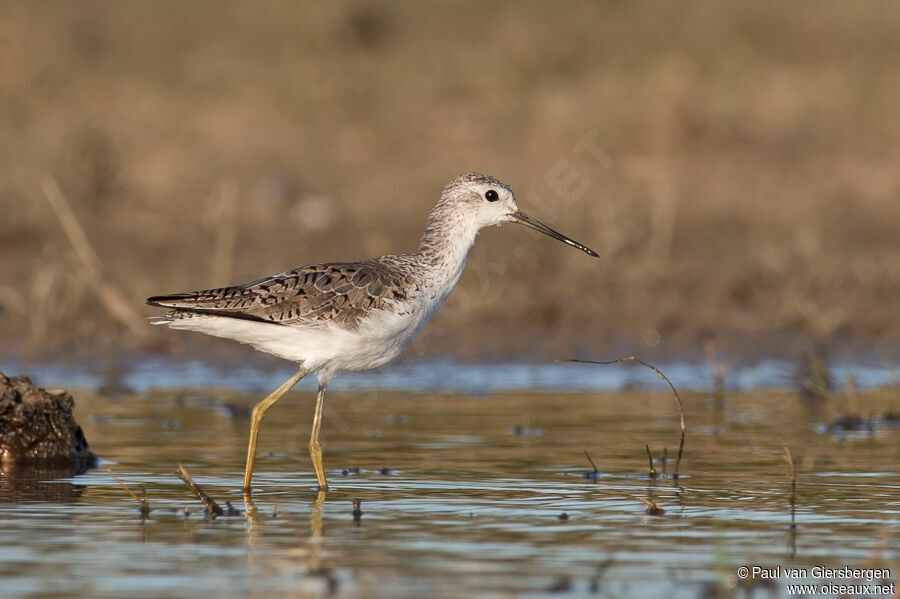 Marsh Sandpiperadult