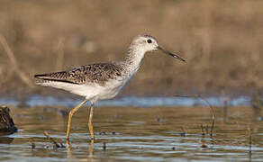 Marsh Sandpiper