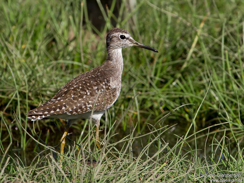 Wood Sandpiper