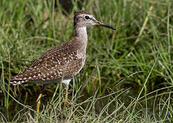 Wood Sandpiper