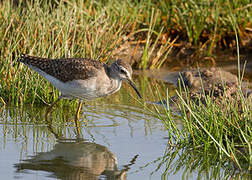 Wood Sandpiper