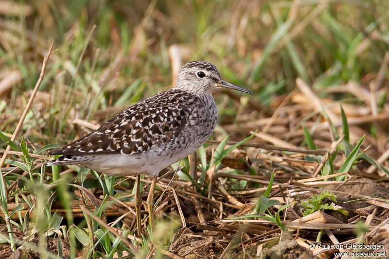 Wood Sandpiperadult