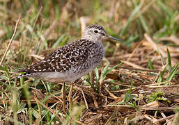 Wood Sandpiper