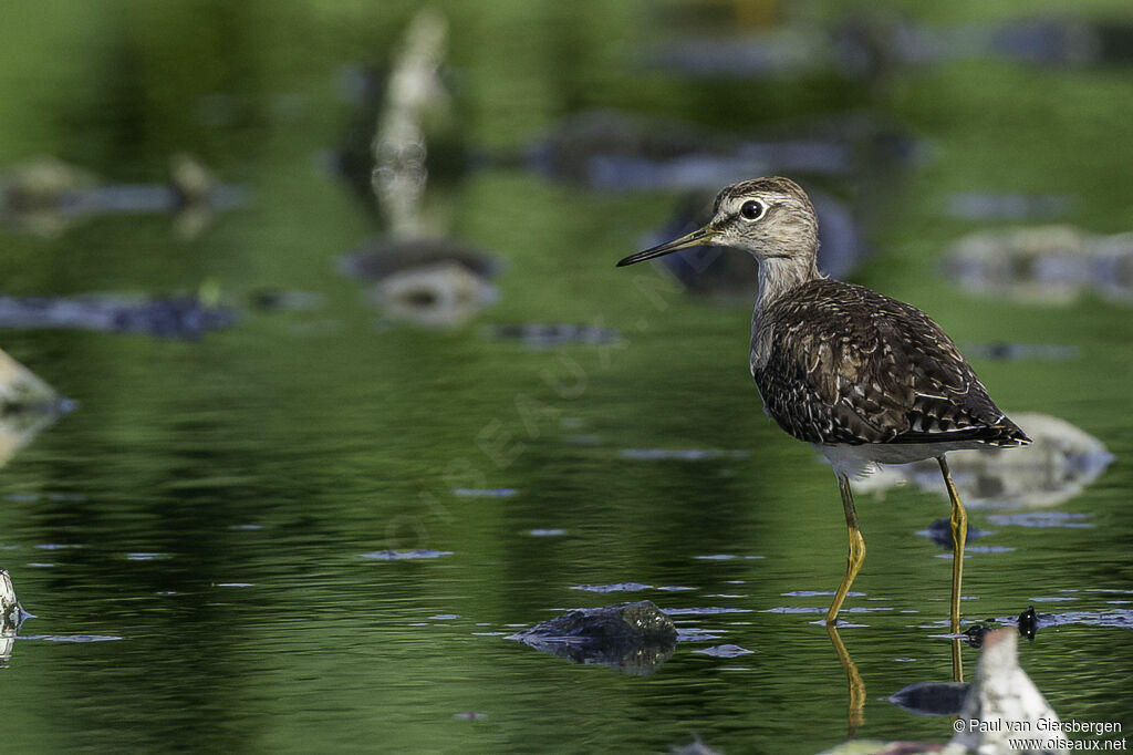 Wood Sandpiperadult