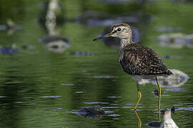 Wood Sandpiper