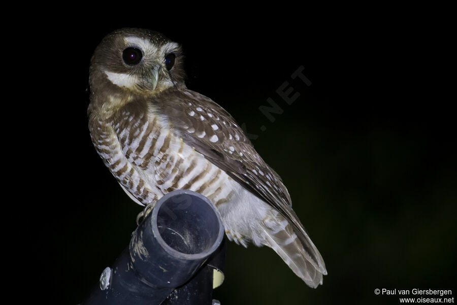 White-browed Owladult