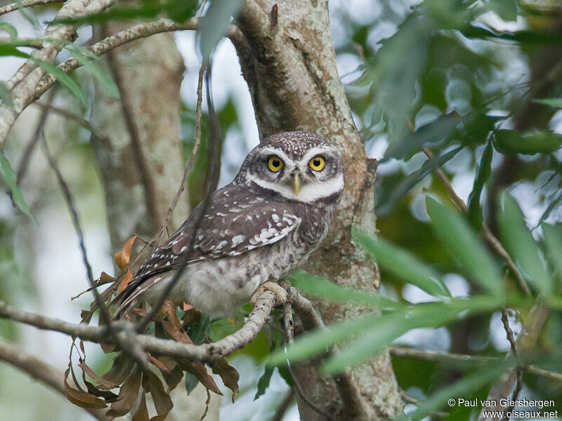 Spotted Owlet