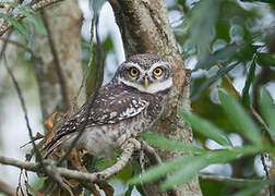 Spotted Owlet