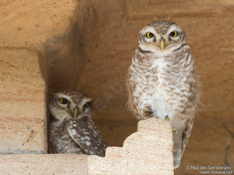 Spotted Owlet