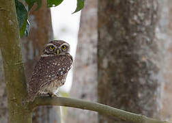 Spotted Owlet