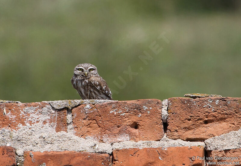 Little Owl