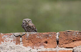 Little Owl