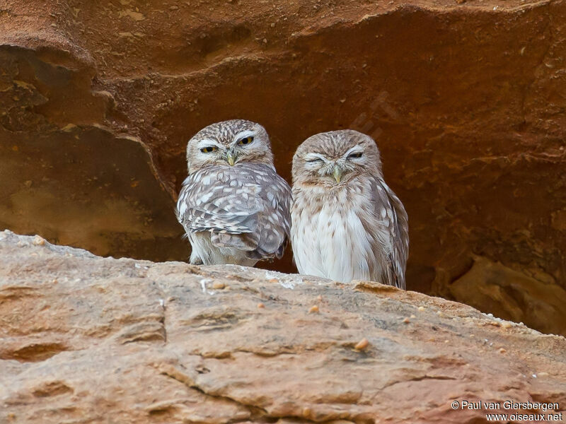 Little Owl