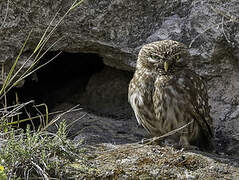 Little Owl