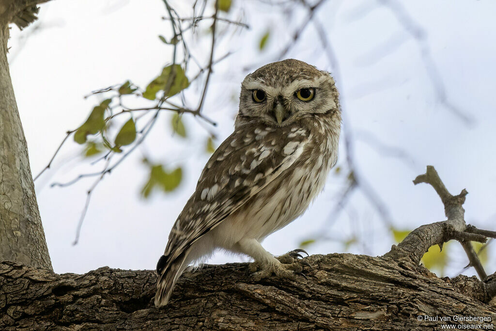 Chevêche d'Athénaadulte