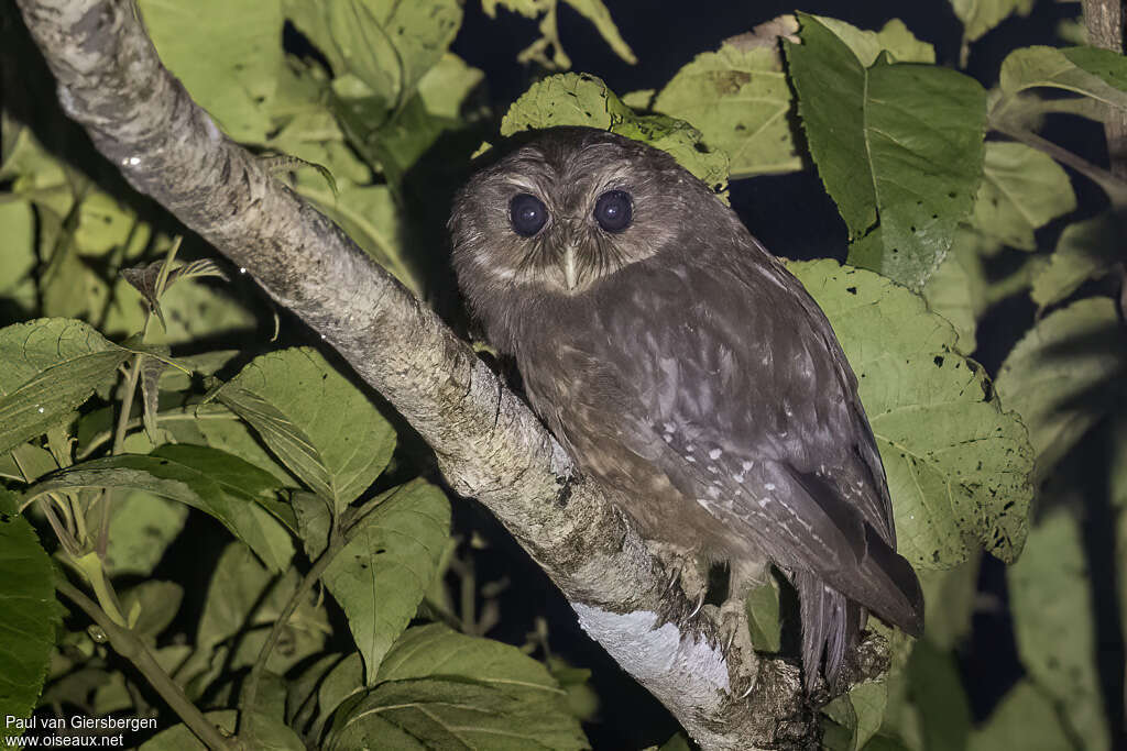 Makira Owladult