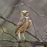 Burrowing Owl