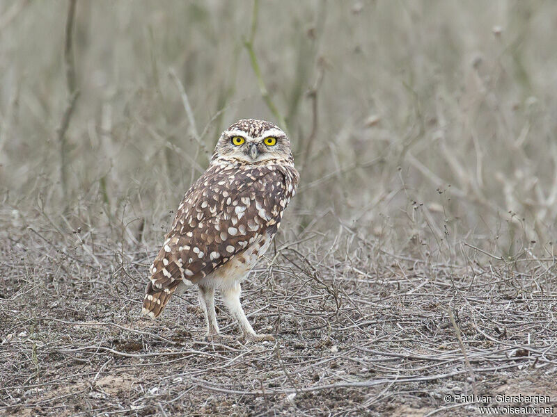 Burrowing Owl