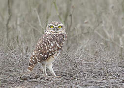 Burrowing Owl