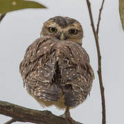 Burrowing Owl