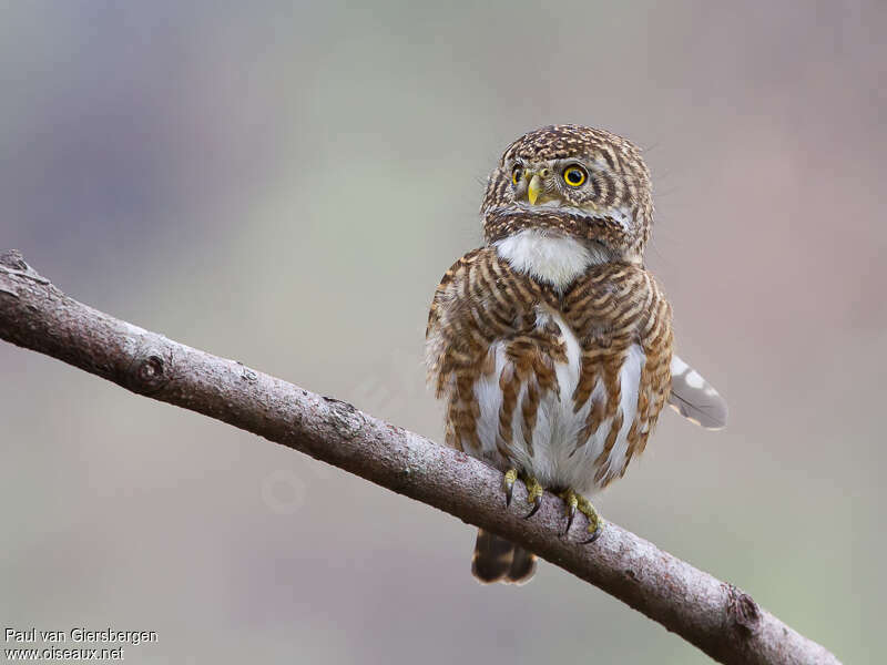 Chevêchette à collieradulte, identification