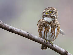 Collared Owlet