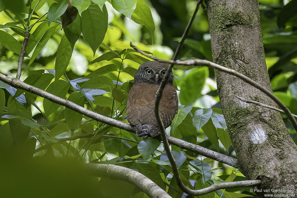 Chestnut-backed Owletadult