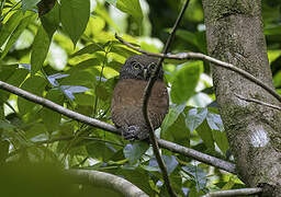 Chestnut-backed Owlet